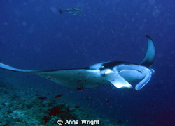 A manta, up close and personal, near Moofushi taken with ... by Anna Wright 